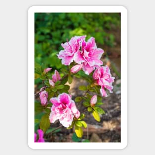 Pink Azalea Flowers Sticker